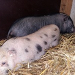 schweine-neu