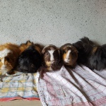 5meerschweine