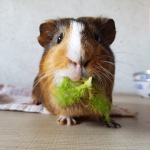 meerschweinchen-salat