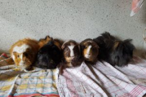 5meerschweine